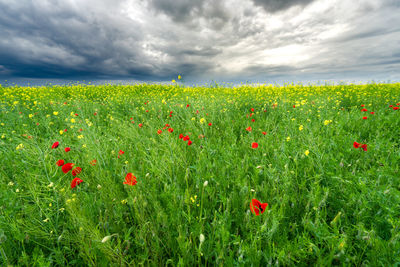 Poppies growing in field against cloudy sky