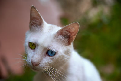 Close-up of cat with blue and yellow eyes