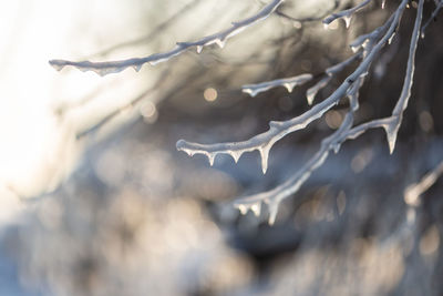 Close-up of frozen plant