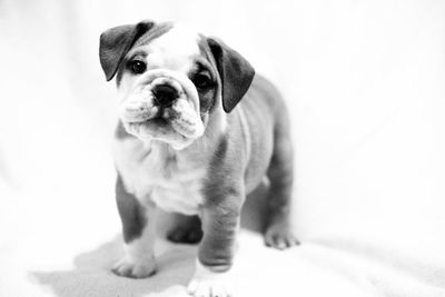 Portrait of dog over white background