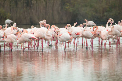 Flamingos in the camarque in southern france, wildlife provence