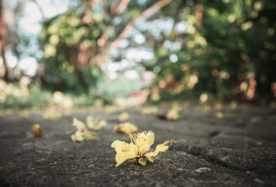 Close-up of autumnal leaves