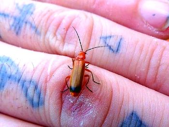 Close-up of insect on finger