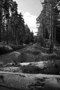 Trees in forest