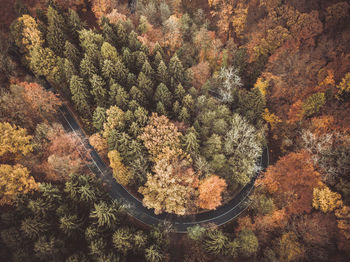 High angle view of trees in forest during autumn