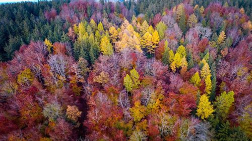 Close-up of autumn tree in forest