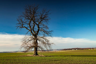 Bare tree on field against sky