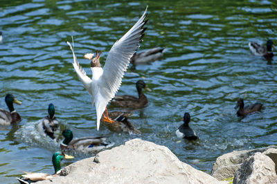 Birds swimming in lake