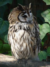 Close-up of owl perching outdoors