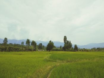 Beautiful rice paddy scene at paradise kashmir 