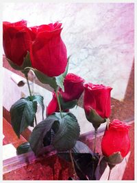 Close-up of red flowers