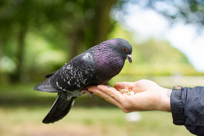 Pigeon eating