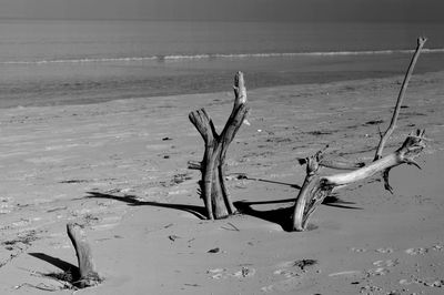 Driftwood on beach