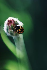 Close-up of ladybug on flower