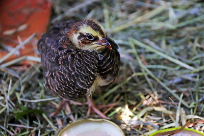 Close-up of a bird