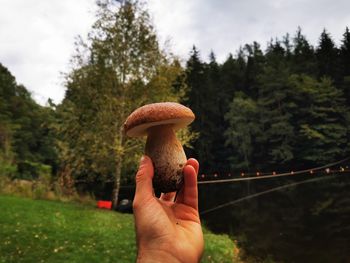 Close-up of hand holding mushroom