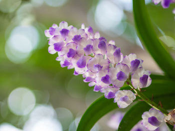 Close-up of purple flowering plant