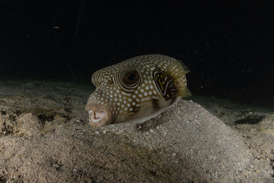 Close-up of fish swimming in sea