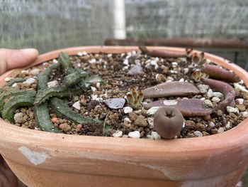 Cropped hand holding potted plant