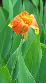 Close-up of orange flower