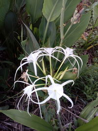 Close-up of white flowering plant