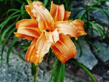 Close-up of day lily blooming outdoors