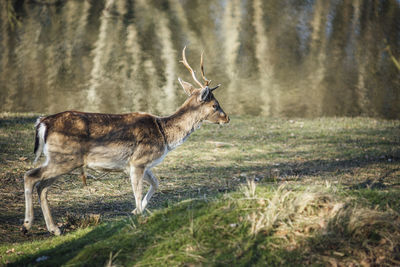 Deer standing in a forest