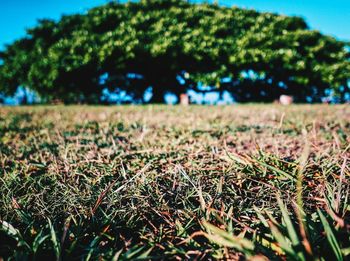 Close-up of fresh plants on field against sky
