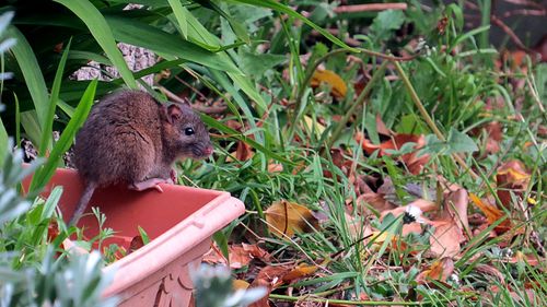 Close-up of squirrel