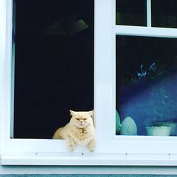 Cat looking through window