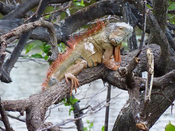 Close-up of iguana on tree