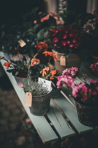 Close-up of potted plant on table