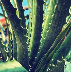 Full frame shot of succulent plant