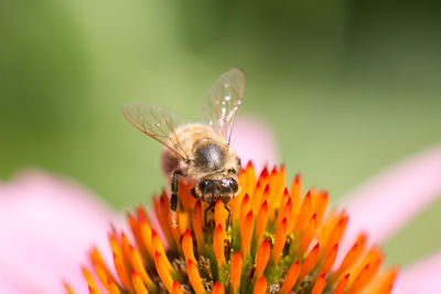 Close-up of butterfly pollinating on red flower