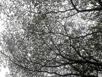 Low angle view of flowering tree against clear sky