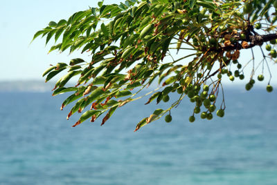 Leaves on tree against sea