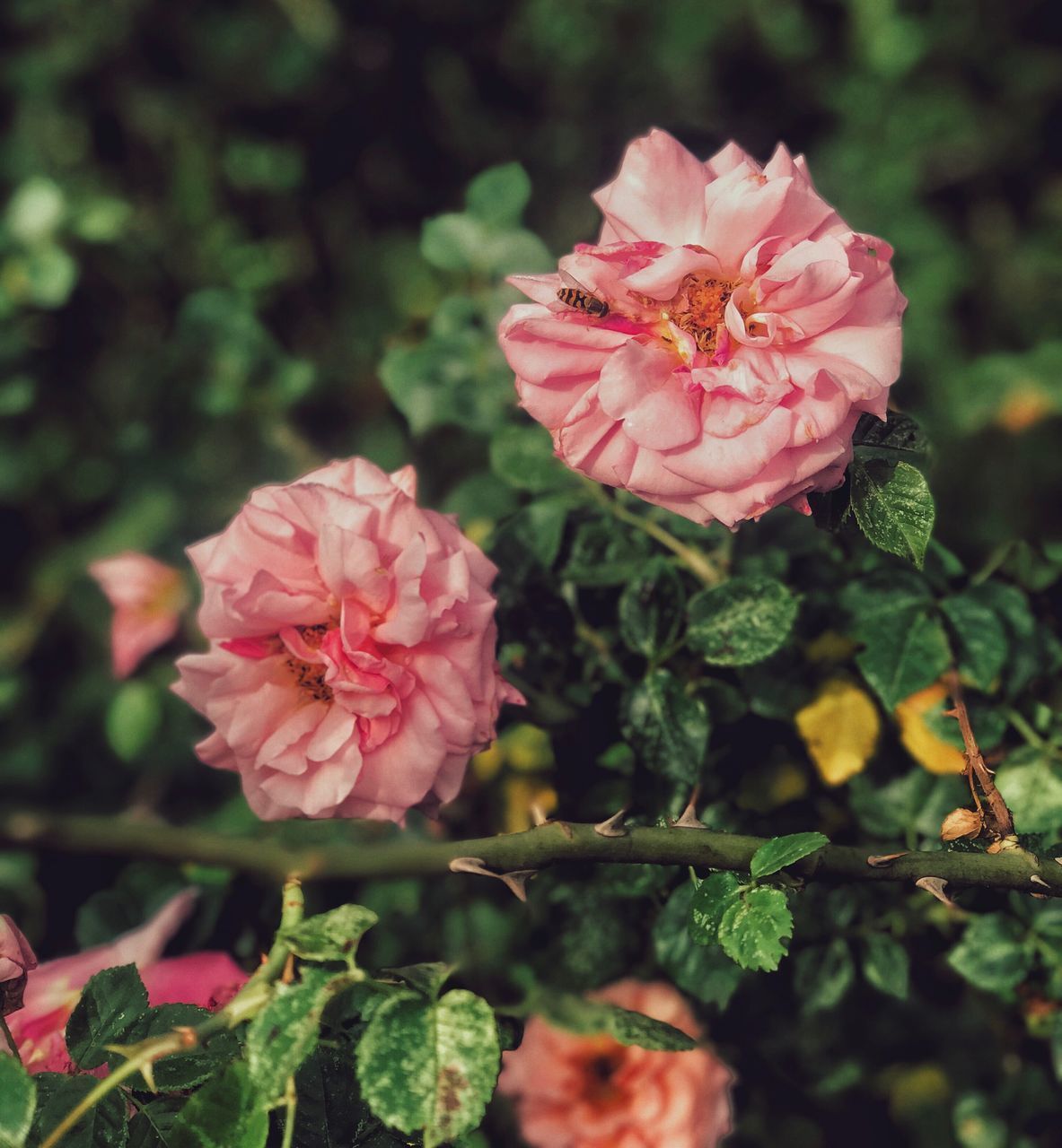 CLOSE-UP OF PINK ROSE FLOWER