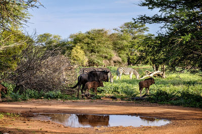 Horses in a lake