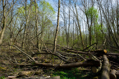 Fallen tree in forest