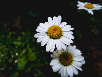 Close-up of white daisy flower