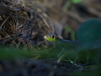 Close-up of frog in sea