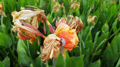 Close-up of wilted flower on field