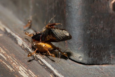 Group of red ant carrying a bug