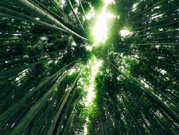 Low angle view of trees