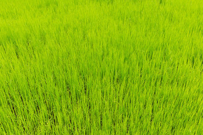 Full frame shot of rice field