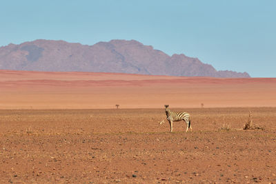 Zebra in the namib desert