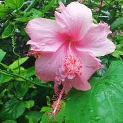 Close-up of pink flowers