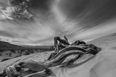 Driftwood on sand at beach against sky