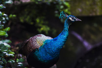 Close-up of peacock