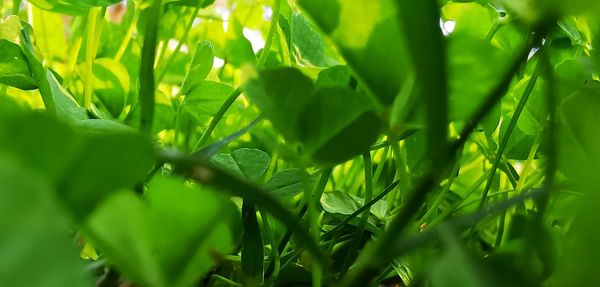 Close-up of green leaves on plant